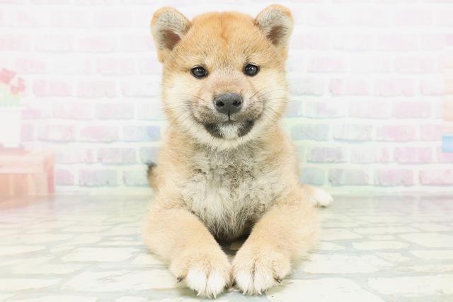 柴犬