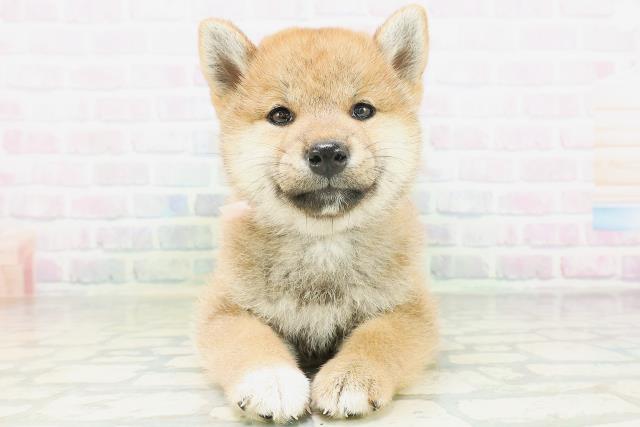 柴犬