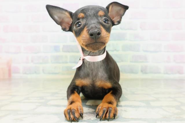 北海道のトイマンチェスターテリア (Coo&RIKU帯広店/2026年7月27日生まれ/女の子/ブラックタン)の子犬の1枚目の画像