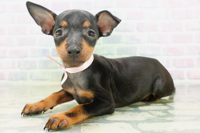北海道のトイマンチェスターテリア (Coo&RIKU帯広店/2026年7月27日生まれ/女の子/ブラックタン)の子犬の2枚目の画像