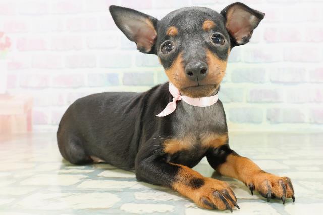 北海道のトイマンチェスターテリア (Coo&RIKU帯広店/2026年7月27日生まれ/女の子/ブラックタン)の子犬の3枚目の画像