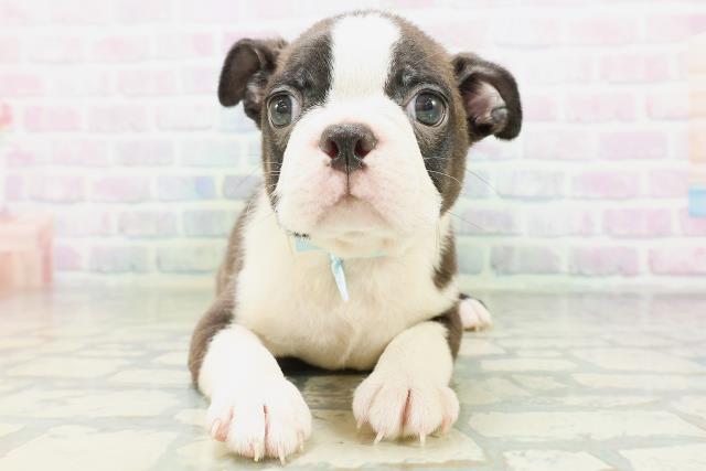 千葉県のボストンテリア (Coo&RIKU東船橋店/2026年7月23日生まれ/男の子/ボストンカラー)の子犬の1枚目の画像