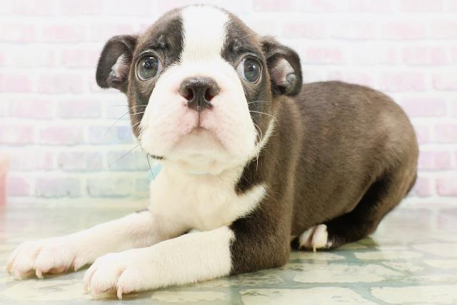 千葉県のボストンテリア (Coo&RIKU東船橋店/2026年7月23日生まれ/男の子/ボストンカラー)の子犬の2枚目の画像