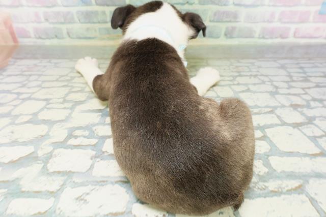 千葉県のボストンテリア (Coo&RIKU東船橋店/2026年7月23日生まれ/男の子/ボストンカラー)の子犬の4枚目の画像
