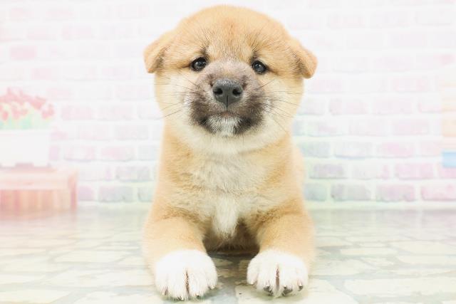 柴犬