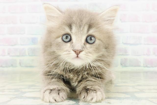 富山県のサイベリアン (Coo&RIKU富山店/2026年7月26日生まれ/男の子/ブルータビー)の子猫の1枚目の画像