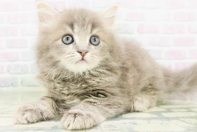 富山県のサイベリアン (Coo&RIKU富山店/2026年7月26日生まれ/男の子/ブルータビー)の子猫の2枚目の画像