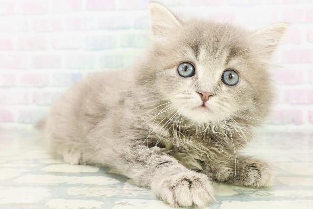 富山県のサイベリアン (Coo&RIKU富山店/2026年7月26日生まれ/男の子/ブルータビー)の子猫の3枚目の画像