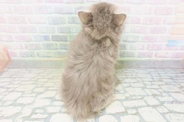 富山県のサイベリアン (Coo&RIKU富山店/2026年7月26日生まれ/男の子/ブルータビー)の子猫の4枚目の画像