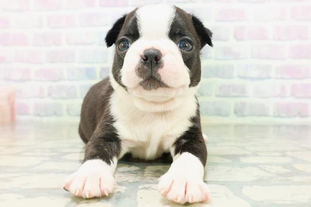 北海道のボストンテリア (Coo&RIKU旭川店/2026年7月27日生まれ/男の子/ボストンカラー)の子犬の1枚目の画像