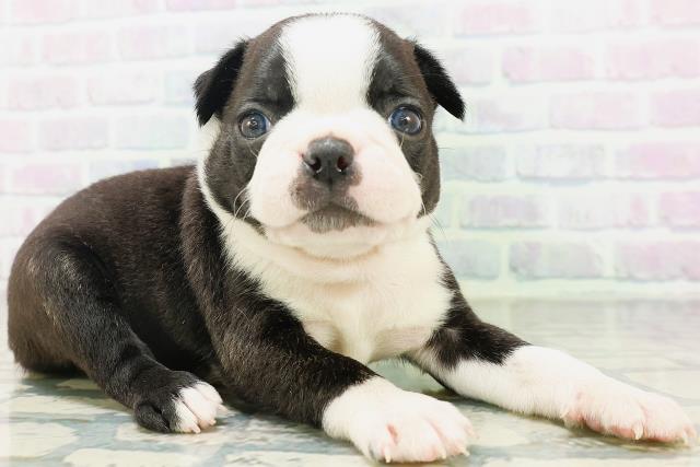 北海道のボストンテリア (Coo&RIKU旭川店/2026年7月27日生まれ/男の子/ボストンカラー)の子犬の3枚目の画像