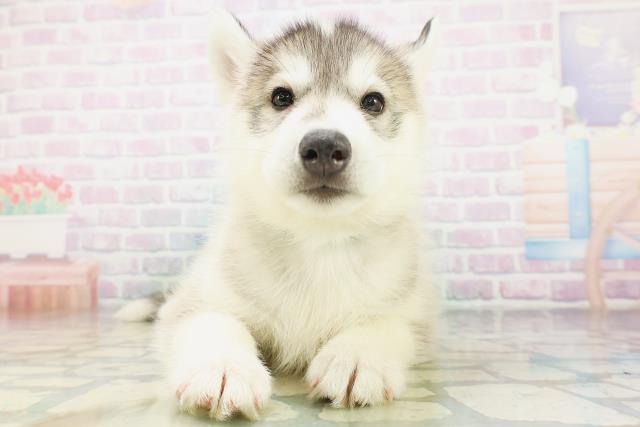 千葉県のシベリアンハスキー (Coo&RIKU八街店/2026年7月28日生まれ/男の子/シルバーホワイト)の子犬の1枚目の画像