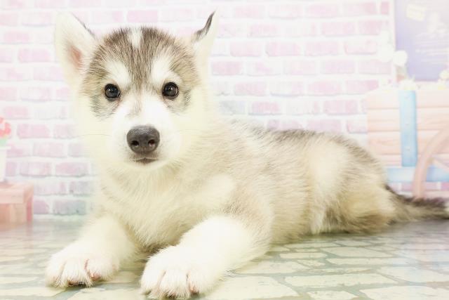 千葉県のシベリアンハスキー (Coo&RIKU八街店/2026年7月28日生まれ/男の子/シルバーホワイト)の子犬の2枚目の画像