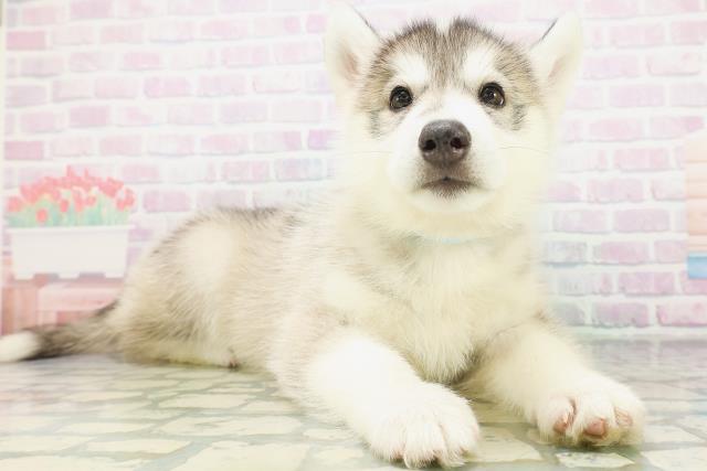 千葉県のシベリアンハスキー (Coo&RIKU八街店/2026年7月28日生まれ/男の子/シルバーホワイト)の子犬の3枚目の画像