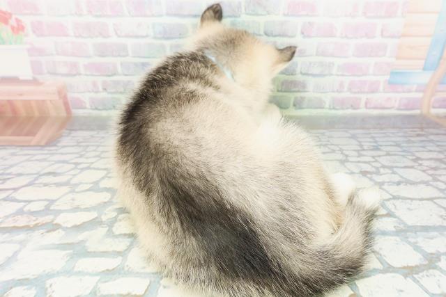 千葉県のシベリアンハスキー (Coo&RIKU八街店/2026年7月28日生まれ/男の子/シルバーホワイト)の子犬の4枚目の画像