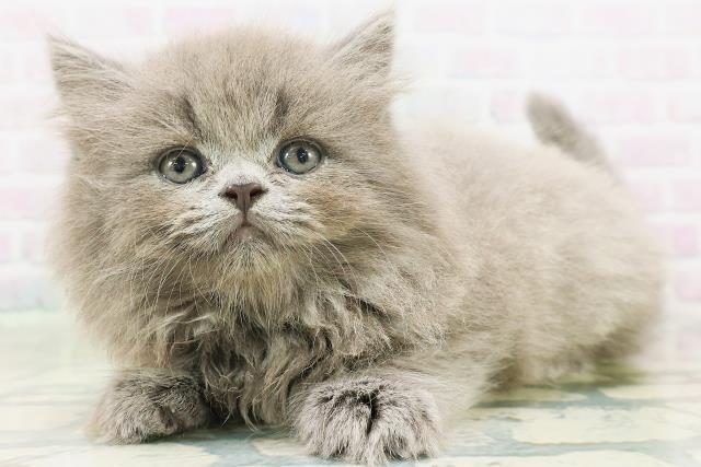 新潟県のスコティッシュストレート (Coo&RIKU新潟西店/2026年7月28日生まれ/女の子/ブルー)の子猫の2枚目の画像