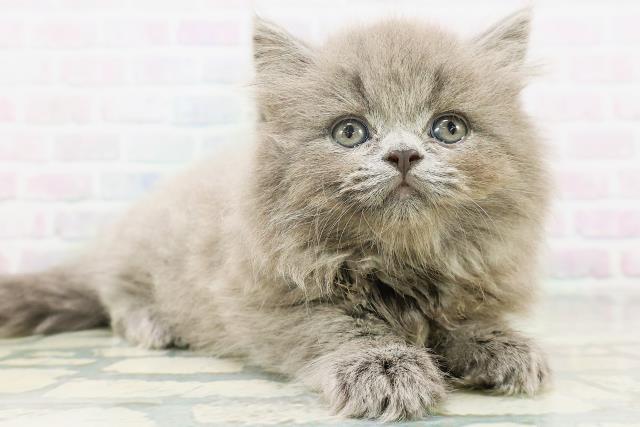 新潟県のスコティッシュストレート (Coo&RIKU新潟西店/2026年7月28日生まれ/女の子/ブルー)の子猫の3枚目の画像