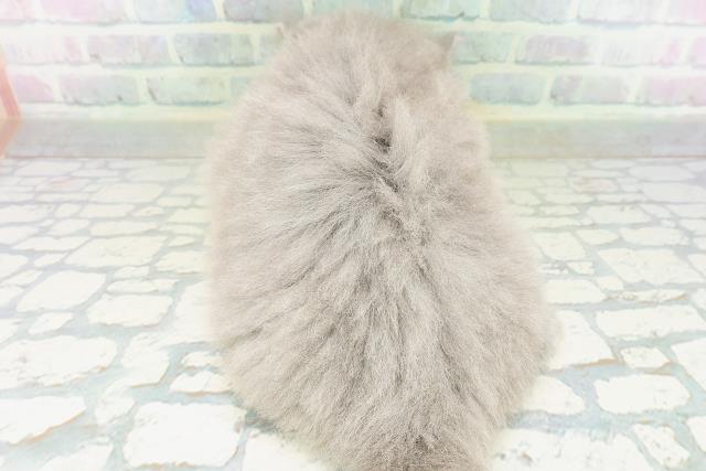 新潟県のスコティッシュストレート (Coo&RIKU新潟西店/2026年7月28日生まれ/女の子/ブルー)の子猫の4枚目の画像