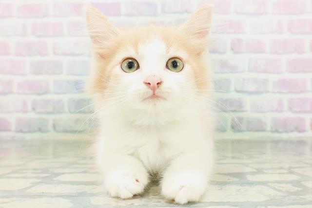 ノルウェージャン・フォレストキャット