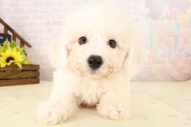 熊本県のビションフリーゼ (Coo&RIKU熊本店/2026年7月28日生まれ/男の子/ホワイト)の子犬の1枚目の画像