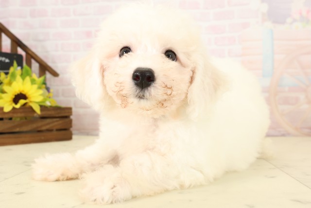 熊本県のビションフリーゼ (Coo&RIKU熊本店/2026年7月28日生まれ/男の子/ホワイト)の子犬の3枚目の画像
