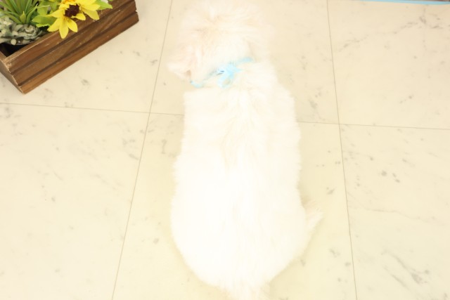 熊本県のビションフリーゼ (Coo&RIKU熊本店/2026年7月28日生まれ/男の子/ホワイト)の子犬の4枚目の画像