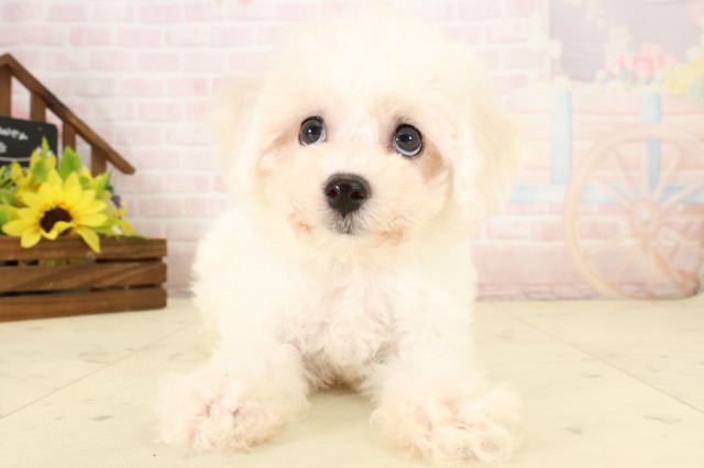 鹿児島県のビションフリーゼ (Coo&RIKU鹿屋店/2026年7月28日生まれ/男の子/ホワイト)の子犬の1枚目の画像
