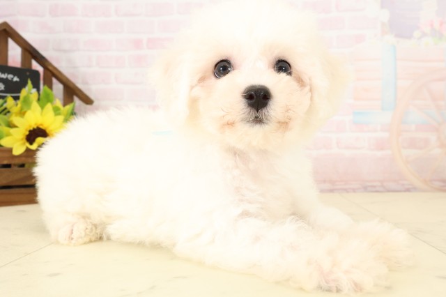 鹿児島県のビションフリーゼ (Coo&RIKU鹿屋店/2026年7月28日生まれ/男の子/ホワイト)の子犬の2枚目の画像