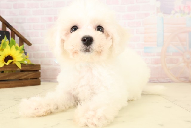 鹿児島県のビションフリーゼ (Coo&RIKU鹿屋店/2026年7月28日生まれ/男の子/ホワイト)の子犬の3枚目の画像