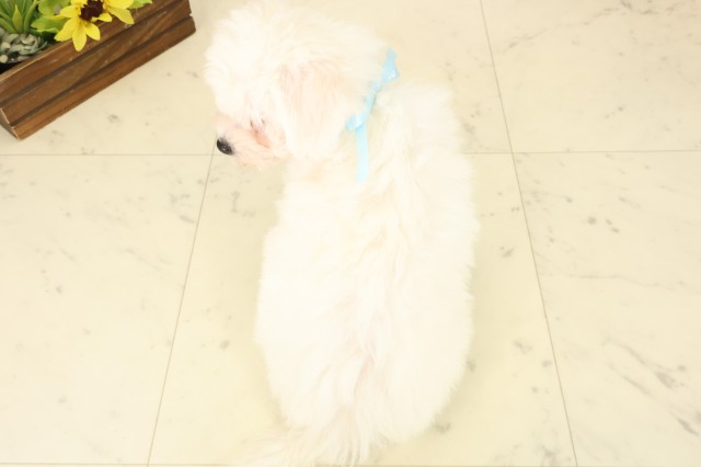 鹿児島県のビションフリーゼ (Coo&RIKU鹿屋店/2026年7月28日生まれ/男の子/ホワイト)の子犬の4枚目の画像