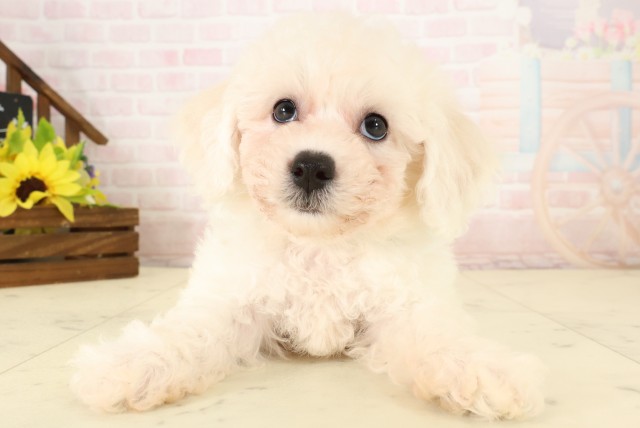 沖縄県のビションフリーゼ (Coo&RIKUイオン北谷店/2026年7月28日生まれ/男の子/ホワイト)の子犬の1枚目の画像