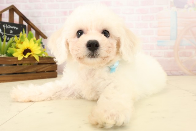 沖縄県のビションフリーゼ (Coo&RIKUイオン北谷店/2026年7月28日生まれ/男の子/ホワイト)の子犬の3枚目の画像