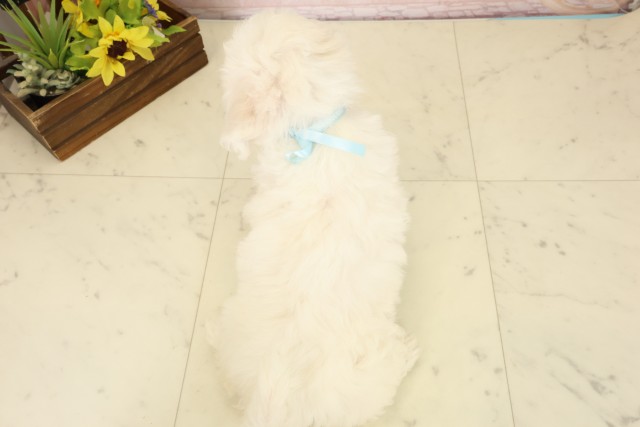 沖縄県のビションフリーゼ (Coo&RIKUイオン北谷店/2026年7月28日生まれ/男の子/ホワイト)の子犬の4枚目の画像