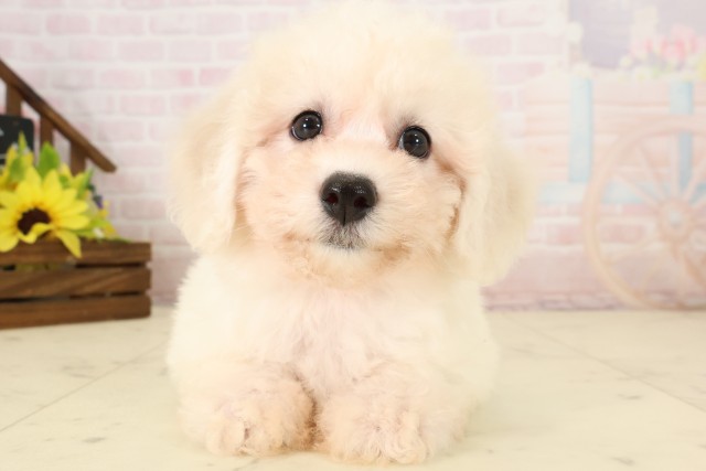 福岡県のビションフリーゼ (Coo&RIKU行橋店/2026年7月28日生まれ/女の子/ホワイト)の子犬の1枚目の画像