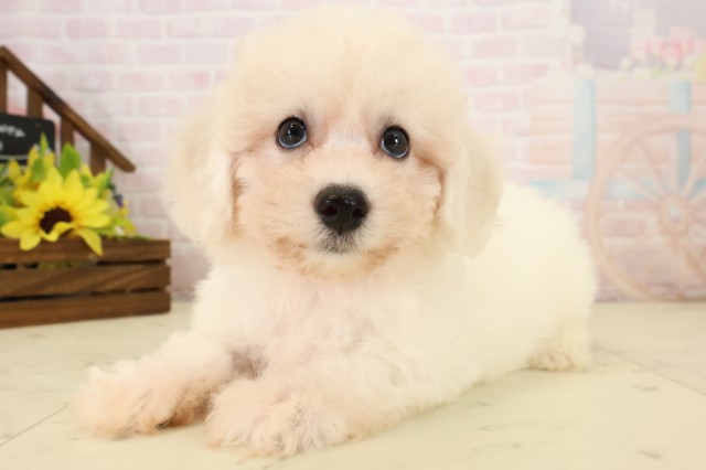 福岡県のビションフリーゼ (Coo&RIKU行橋店/2026年7月28日生まれ/女の子/ホワイト)の子犬の3枚目の画像
