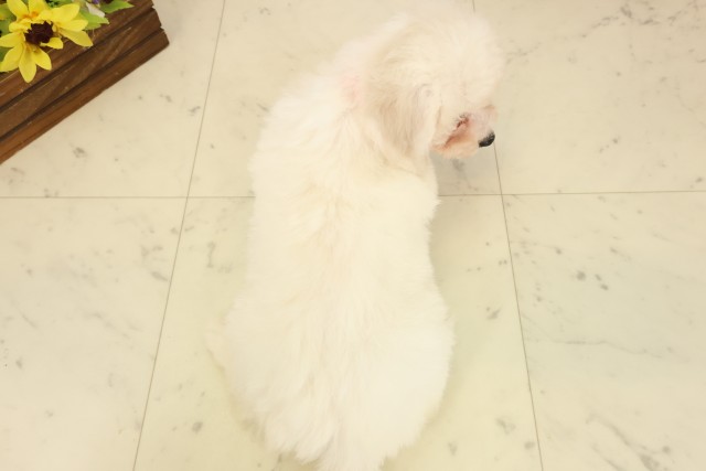 福岡県のビションフリーゼ (Coo&RIKU行橋店/2026年7月28日生まれ/女の子/ホワイト)の子犬の4枚目の画像