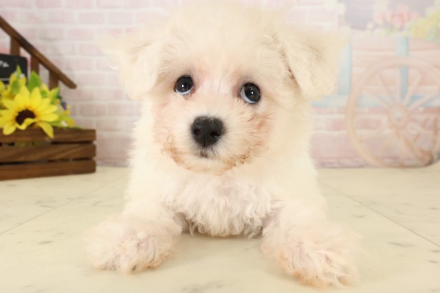鹿児島県のビションフリーゼ (Coo&RIKU鹿児島店/2026年7月28日生まれ/女の子/ホワイト)の子犬の1枚目の画像