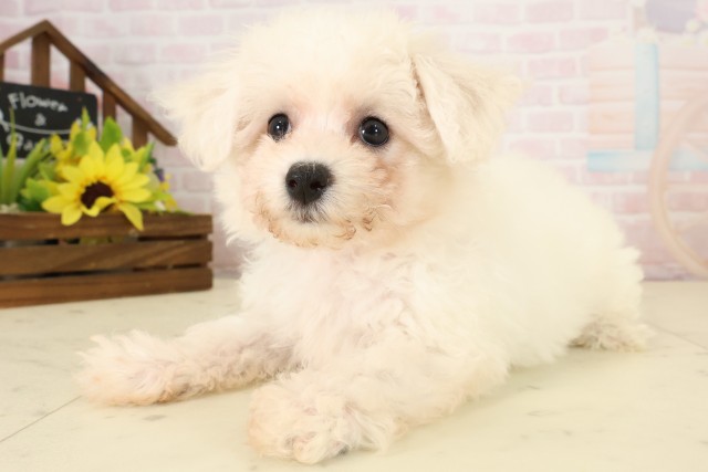 鹿児島県のビションフリーゼ (Coo&RIKU鹿児島店/2026年7月28日生まれ/女の子/ホワイト)の子犬の3枚目の画像