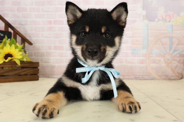柴犬
