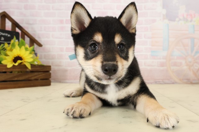 柴犬