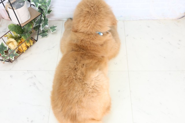 福岡県のゴールデンレトリバー (Coo&RIKU久留米店/2026年7月28日生まれ/男の子/ゴールデン)の子犬の4枚目の画像