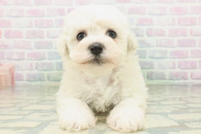 神奈川県のビションフリーゼ (Coo&RIKU横浜旭店/2026年7月10日生まれ/女の子/ホワイト)の子犬の1枚目の画像