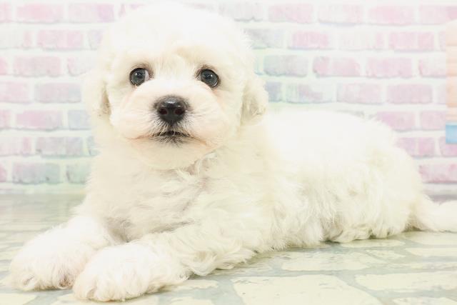 神奈川県のビションフリーゼ (Coo&RIKU横浜旭店/2026年7月10日生まれ/女の子/ホワイト)の子犬の2枚目の画像
