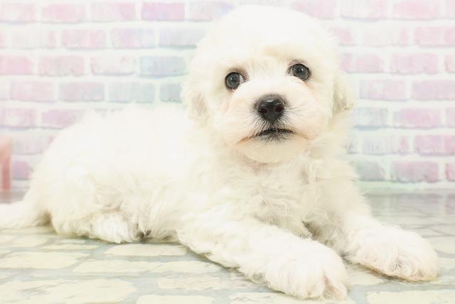 神奈川県のビションフリーゼ (Coo&RIKU横浜旭店/2026年7月10日生まれ/女の子/ホワイト)の子犬の3枚目の画像