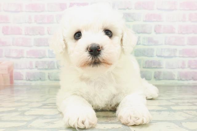 埼玉県のビションフリーゼ (Coo&RIKU川口戸塚店/2026年7月10日生まれ/女の子/ホワイト)の子犬の1枚目の画像