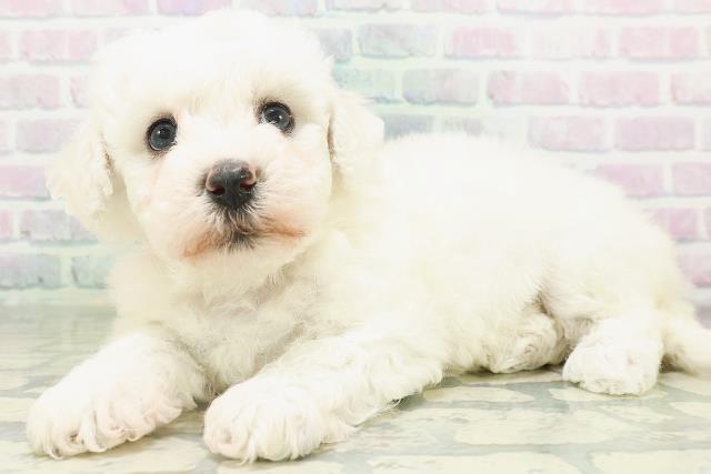 埼玉県のビションフリーゼ (Coo&RIKU川口戸塚店/2026年7月10日生まれ/女の子/ホワイト)の子犬の2枚目の画像
