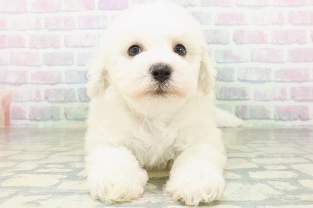 埼玉県のビションフリーゼ (Coo&RIKU所沢店/2026年7月10日生まれ/女の子/ホワイト)の子犬の1枚目の画像