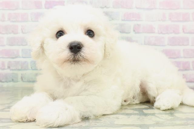 埼玉県のビションフリーゼ (Coo&RIKU所沢店/2026年7月10日生まれ/女の子/ホワイト)の子犬の2枚目の画像