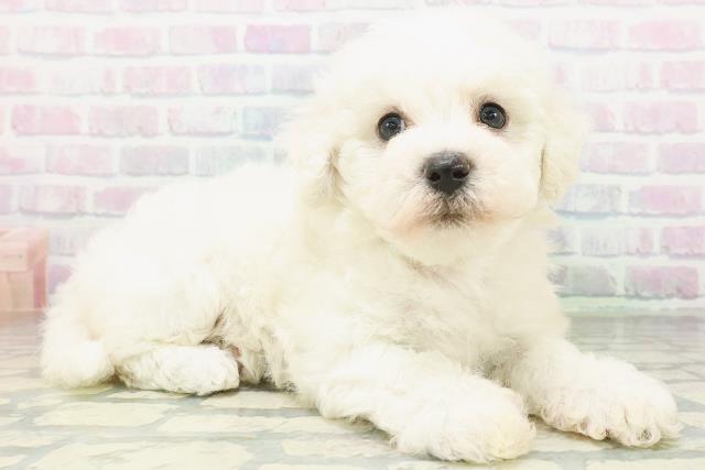 埼玉県のビションフリーゼ (Coo&RIKU所沢店/2026年7月10日生まれ/女の子/ホワイト)の子犬の3枚目の画像