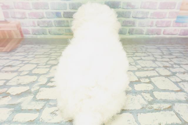 埼玉県のビションフリーゼ (Coo&RIKU所沢店/2026年7月10日生まれ/女の子/ホワイト)の子犬の4枚目の画像